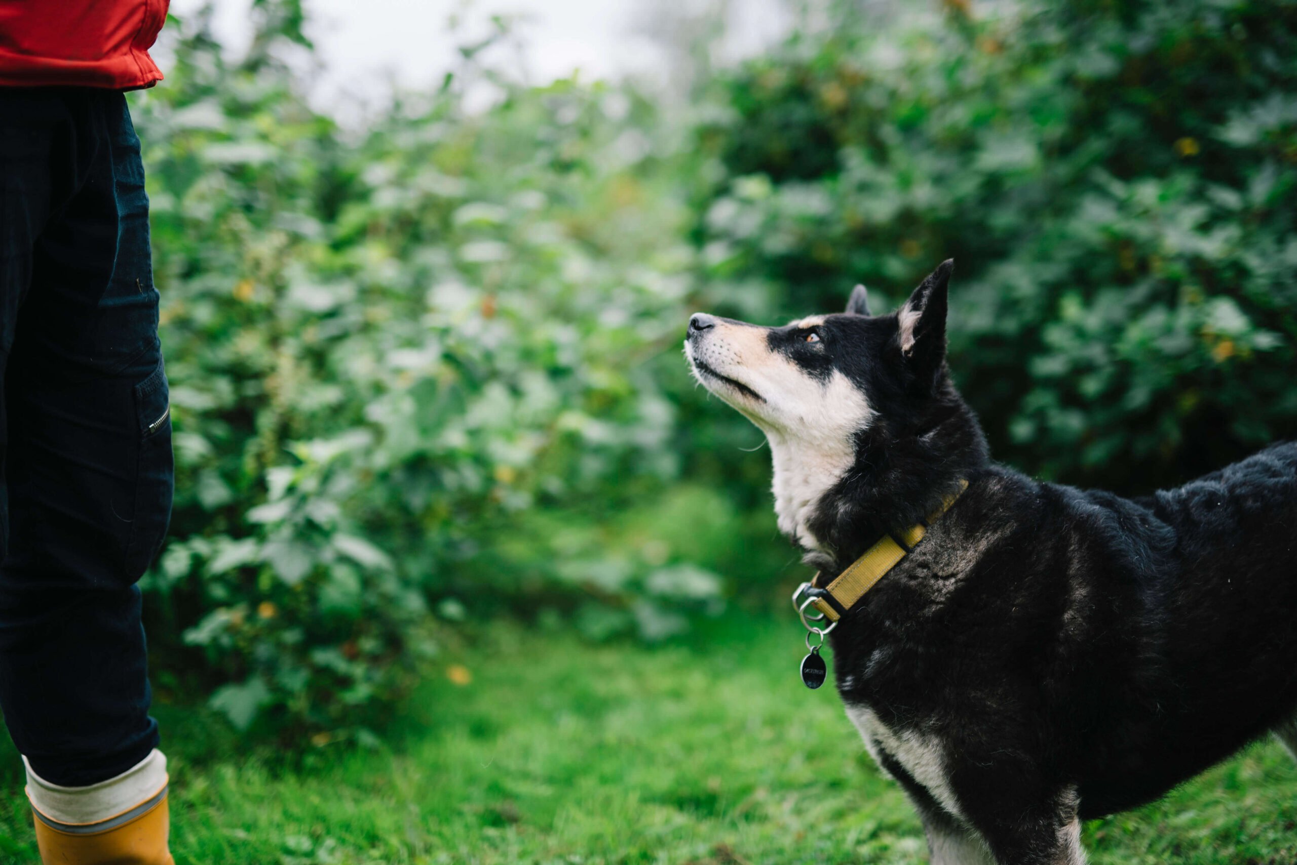 Hyvinvoinnin mittareita ja työkaluja eläinavusteiseen työskentelyyn