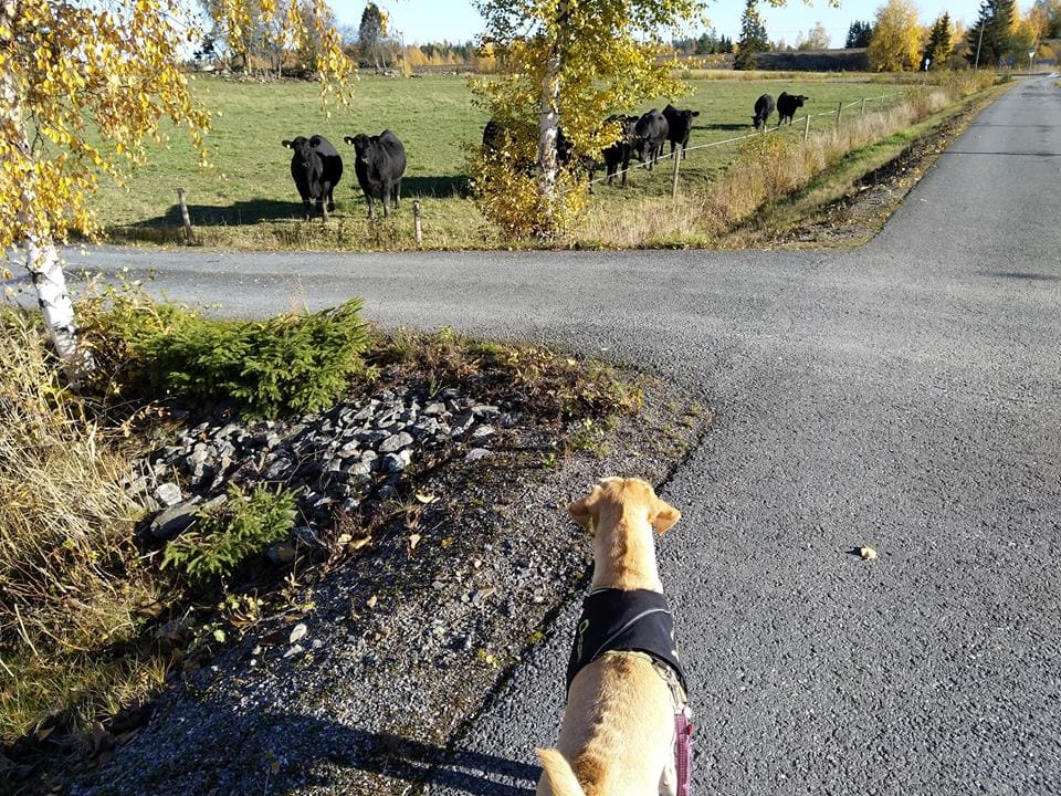 Minkälainen koira soveltuu sosiaali- ja terveydenhuollon ammattilaisen työpariksi?
