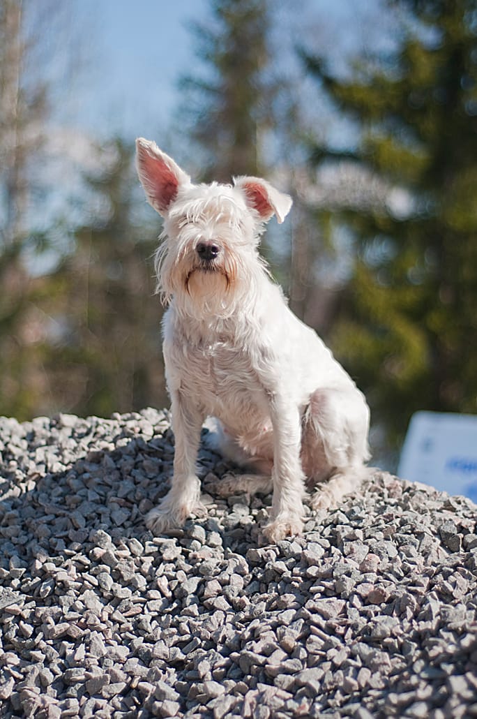 Kuntoutuskoiran osaaminen ja tarpeet