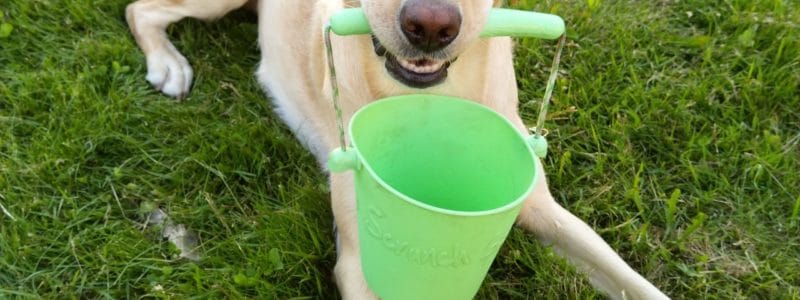 Käytännön välineita eläinavusteiseen työskentelyyn: Ämpäri – suomalaisten suosikki