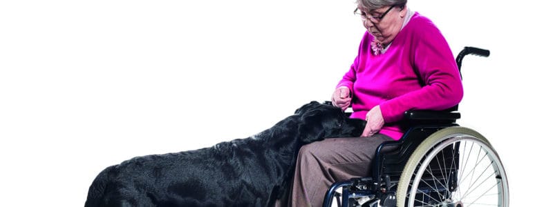 16 syytä miksi koira-avusteisuus hyödyttää asiakastyössä